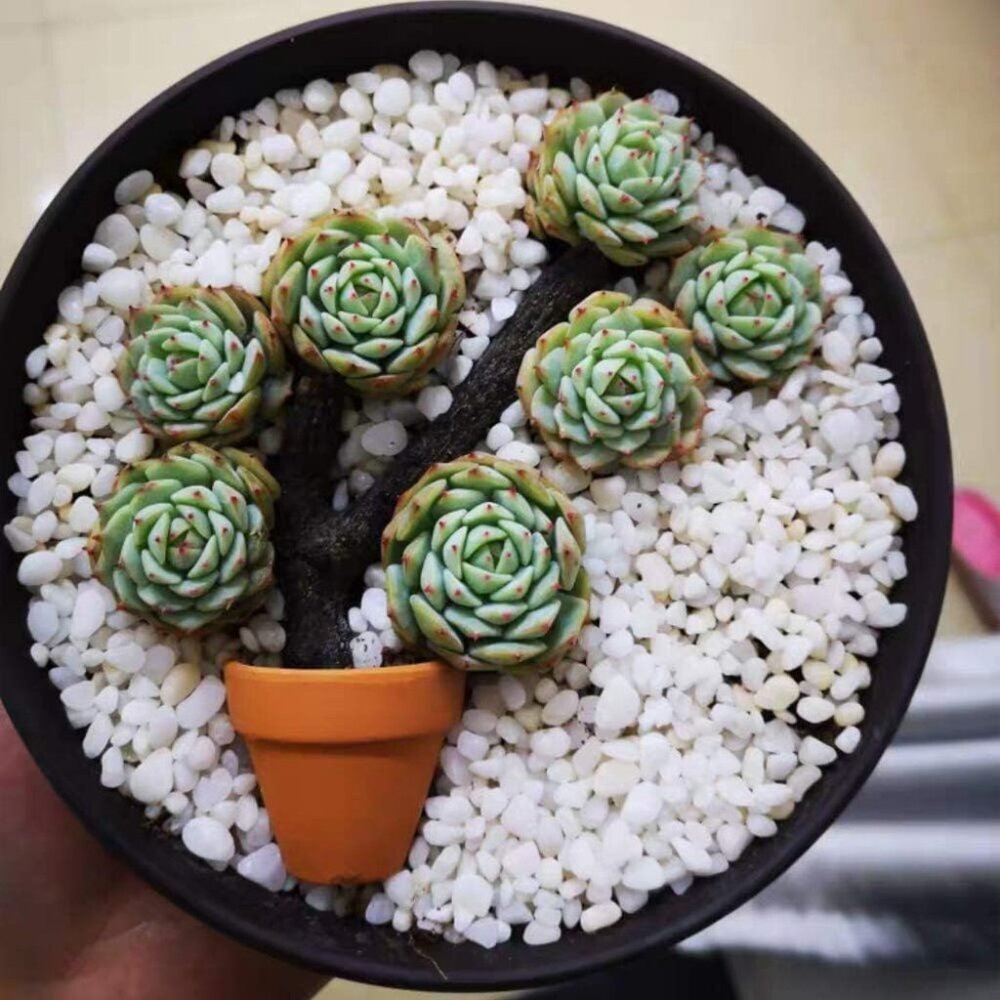 Mini Terracotta Pots with Drainage Holes - 1.5 inches Tiny Clay Nursery Pots for - Picture 4 of 5